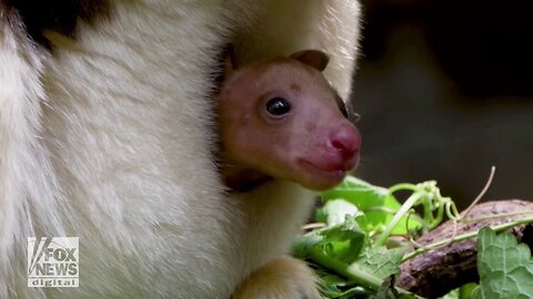 Tree Kangaroo Makes Debut Appearance At Local Zoo