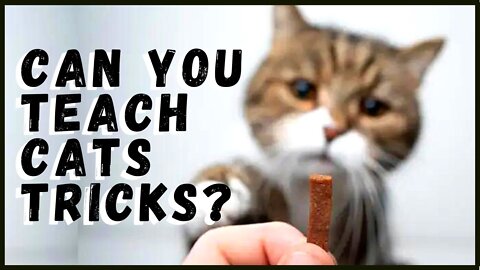 🐱 Cat Training Tips 🐱 30 Tricks To Teach Your Cat ❤