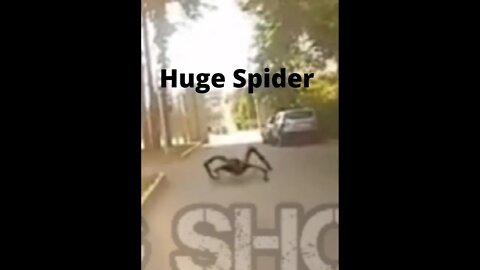 Amazing Shorts, Attacked By Huge Spider #shorts #short #shortvideo