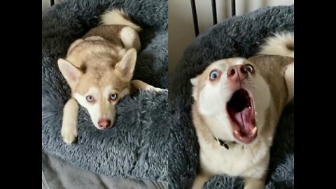 DOGS 🐶 ♥ REACTION WHEN HIS FAV SONG CAME ON!!😩😂😂😂😂😳😱