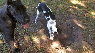 Funny Great Dane Watches As Puppy Discovers Digging