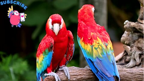 Parrots, also known as psittacines