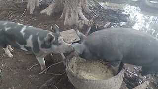 Pigs putting on pounds