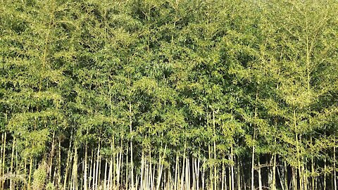 A bamboo forest that acts as a windbreak forest.