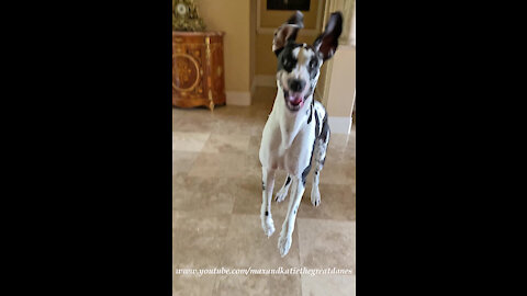 Bouncing Great Danes Are Told They Aren't Going Out Right Now
