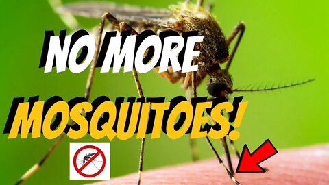 What are simple ways to easily get rid of mosquitoes at home?