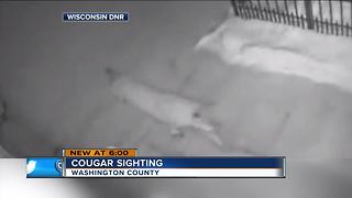 Wisconsin DNR confirms cougar sighting in Washington County