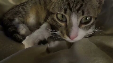 I Will Clean the Tip of My Tail Kitten Grooming Himself