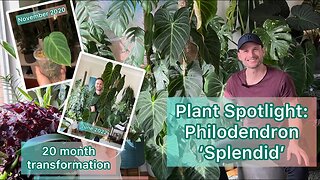 How I grew a large Philodendron 'Splendid' from a small cutting in just 20 months - Plant Spotlight