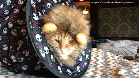 Annoyed cat not amused with lion Halloween costume