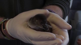 1,000th African penguin chick hatches at the Maryland Zoo in Baltimore