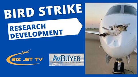 Bird Strike Research Development