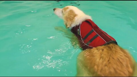 Giving My Dog Crush Swimming Lessons for the First Time