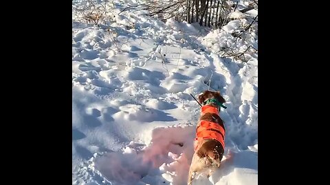 Lucky shot! Pheasant hunting in deep Colorado snow. 23gs2