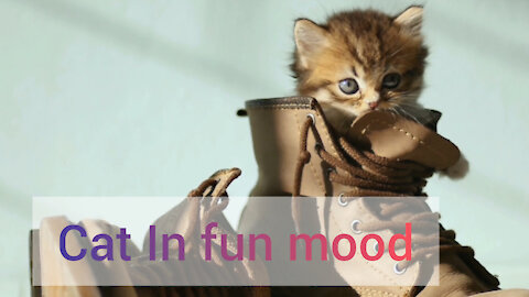 Fat in fun mode | beautiful cat in fun mood | beautiful cat