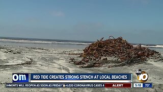 Red Tide creates strong stench at San Diego beaches