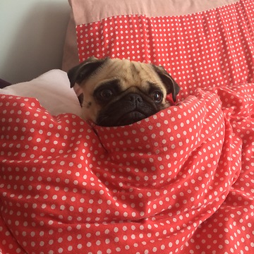 Pug Adorably Swaddled In Comfy Blanket