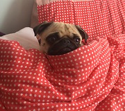 Pug Adorably Swaddled In Comfy Blanket