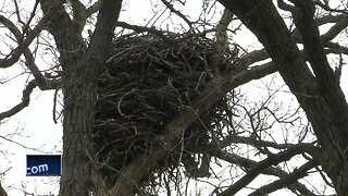 Eagle's nest creates challenges for Celebrate De Pere event