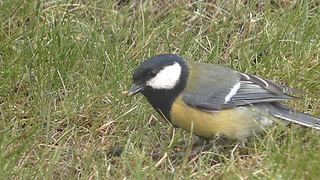 Wonderful close-up of a great tit eating a larva