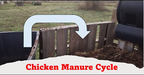 Chicken Manure Cycle