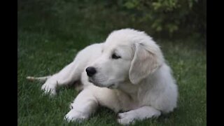 Homem salva cachorrinho de cair na água