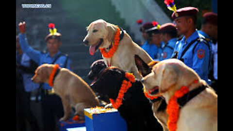 amazing dog training and dog worship culture in nepal