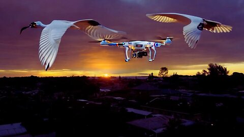 Bin Chickens in Flight with a Sunset in the Suburbs | Intrepids