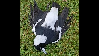 How To Deal To A Magpie!