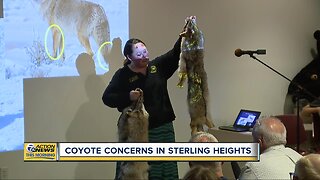 Spike in coyotes sightings has Sterling Heights neighbors concerned