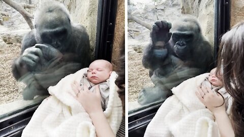 New Mom and Gorilla Bond Over Woman’s Baby