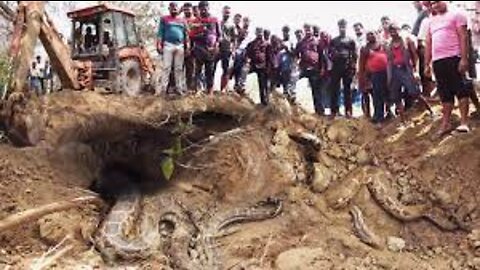 See how three python snakes together found in Shahi's bill during JCB's 😱 Snake Rescue