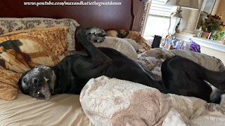 Great Dane Is Pooped After Her First Night With Her New Puppy