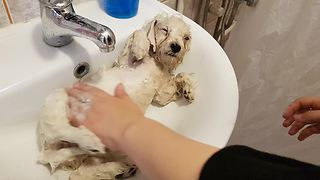 Puppy Nearly Falls Asleep During His First Bath