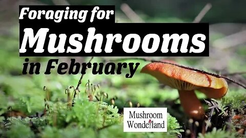 Foraging for Mushrooms in February