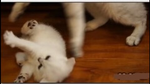 cute cat baby playing with mother today very happy