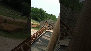 Giraffes got emotions