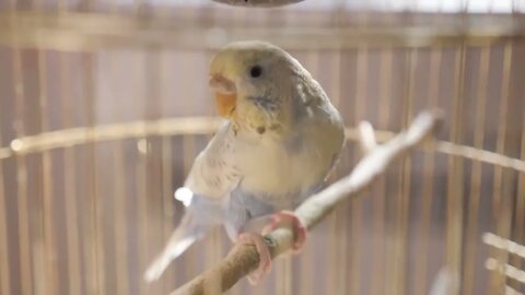 Budgerigar close up in the bird cage. Budgie. Funny budgerigar in a cage at the window. Green blue b