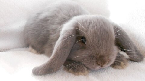 Endearing Bunny Rabbits Thumping Cutest Compilation.