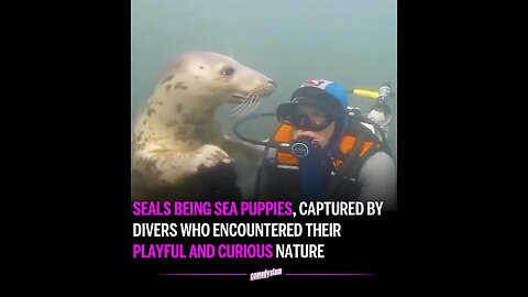 Deep Sea Diver Encounters a Wild Seal in Ocean Waters