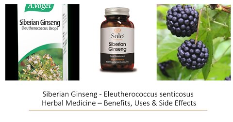 Eleutherococcus - Siberian Ginseng - Herbal Medicine - Benefits, Uses & Side Effects