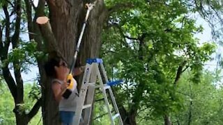 Cette femme se fait emporter par la branche qu'elle coupe