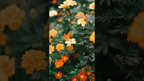 Close Up Video of Flowers|#beautyful |#flowers |#short new vedio