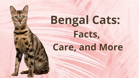 The Bengal Cat: A Beautiful and Playful Companion