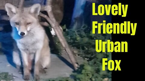🦊Friendly urban #fox Ajax plays hide and seek whilst feeding in the enchanted garden
