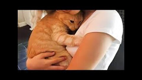 Cute Cats Have The Most Special Relationship With Their Owner BFFs - Cute Cat Moments