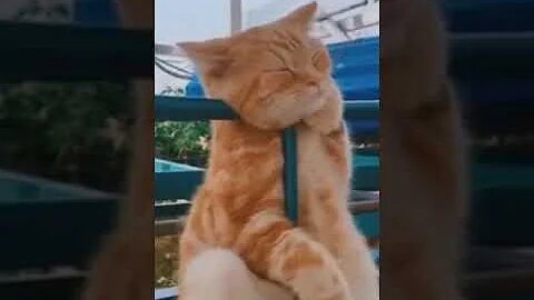🤣 Funny dogs funny cats - 😻🐶
