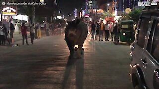 Un rhinocéros se promène tranquillement en ville
