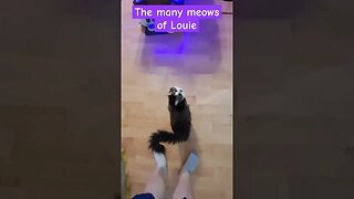 Very Expressive Cat Meows And Has Conversation