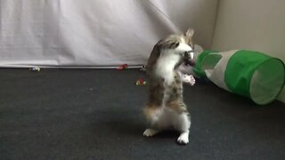 Kitten and His Feather Toy